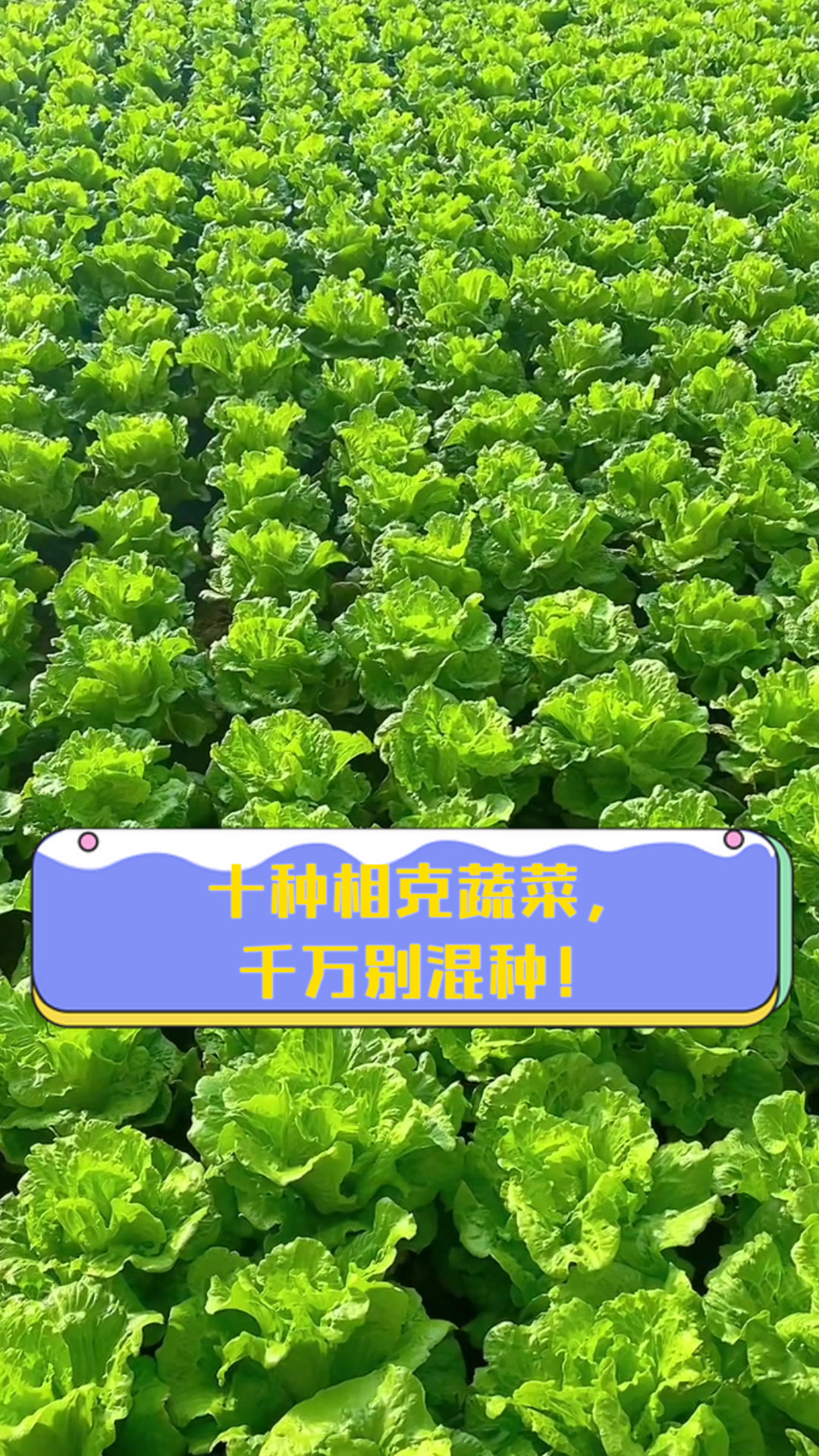 十种相克蔬菜，千万别混种！