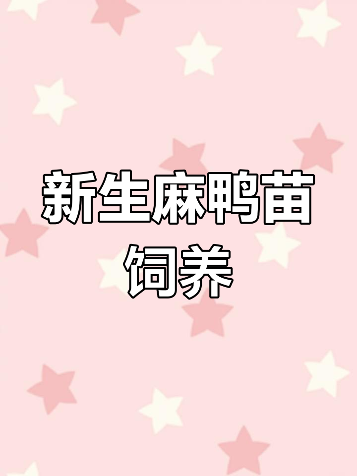 刚出壳的麻鸭苗,整齐划一,适合全国各地养殖