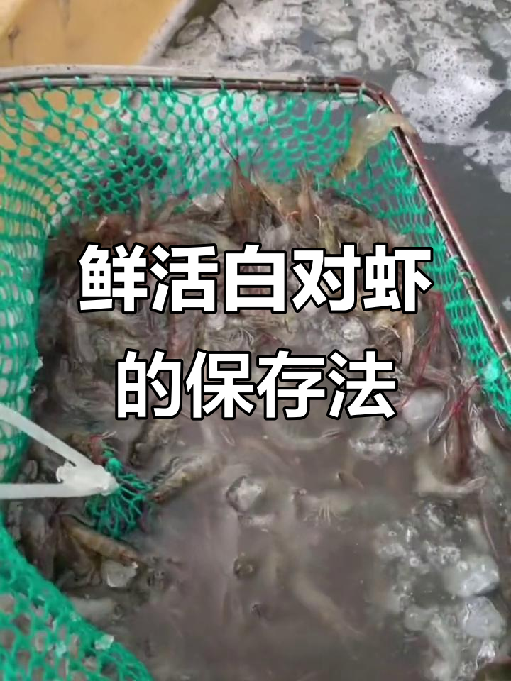 白对虾保鲜秘诀:冰水降温后冷藏速冻,确保新鲜口感