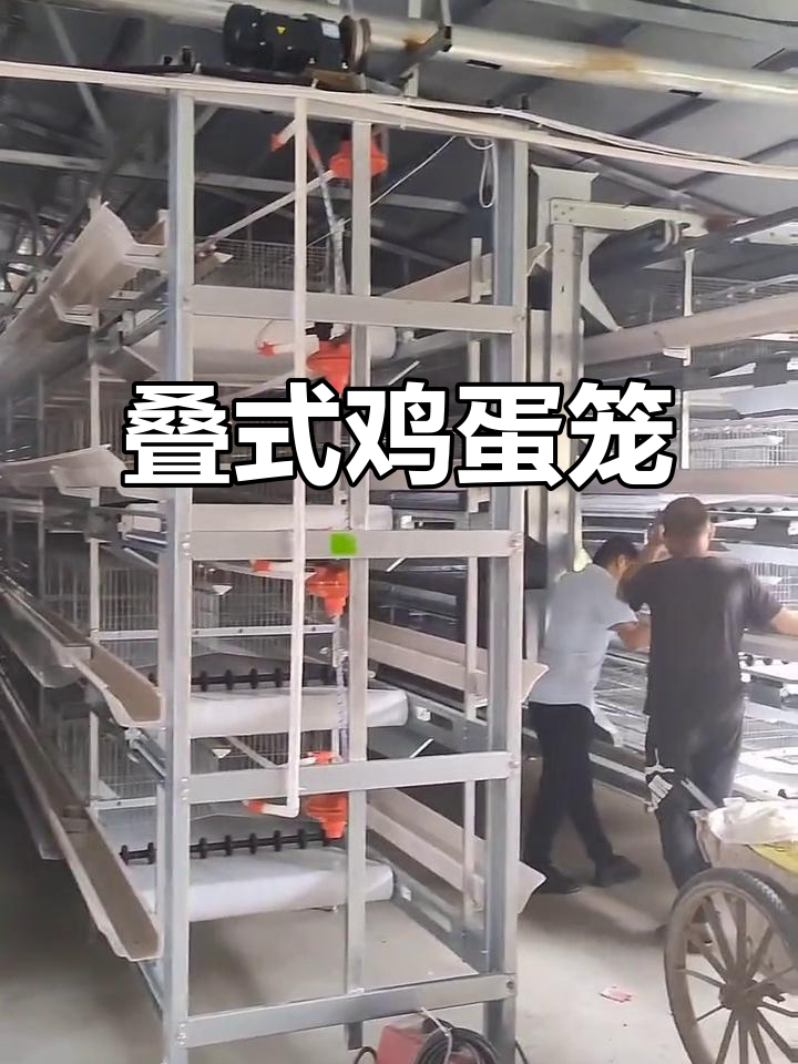 四层叠蛋鸡笼,每门5只,尺寸1米