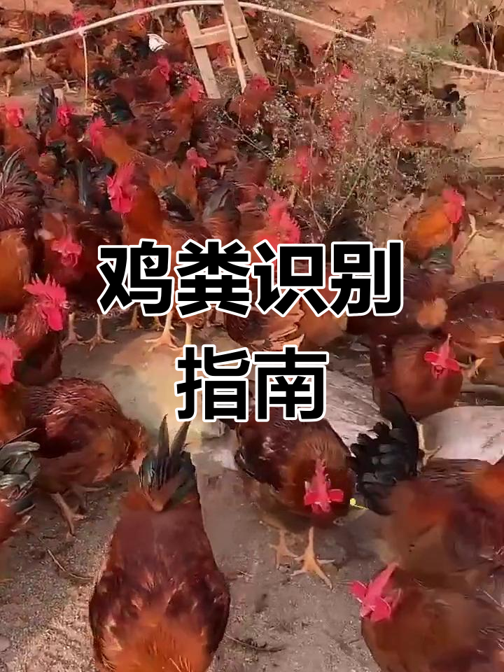 鸡粪颜色异常警示