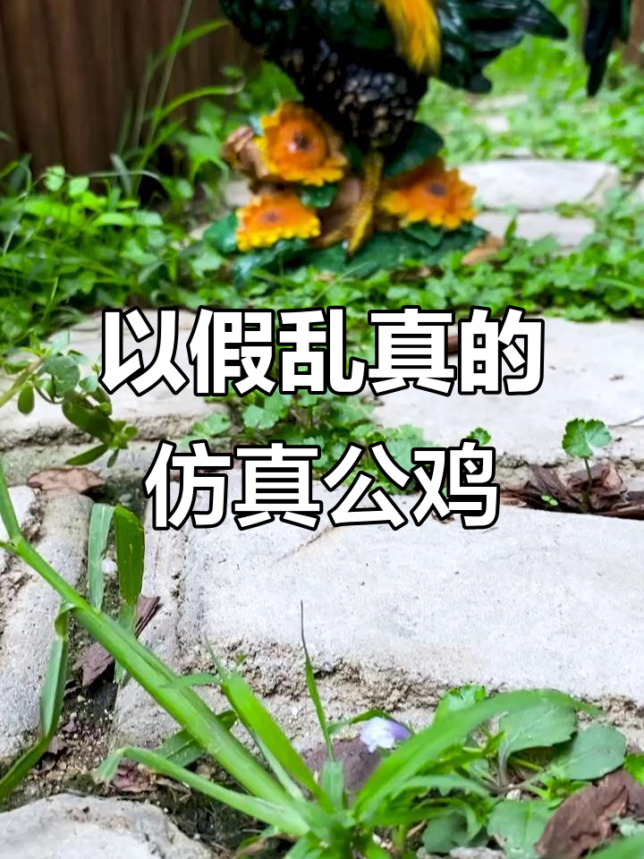 仿真公鸡放在花园,几乎以假乱真,细节太逼真了