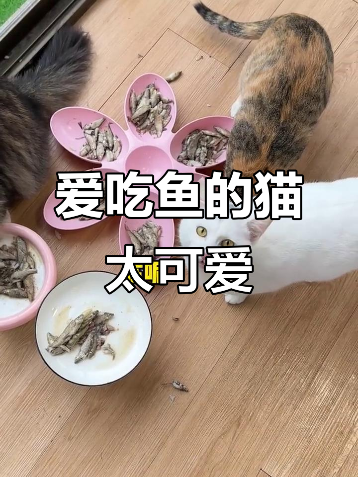 猫咪疯狂抢鱼，吃得太香了！