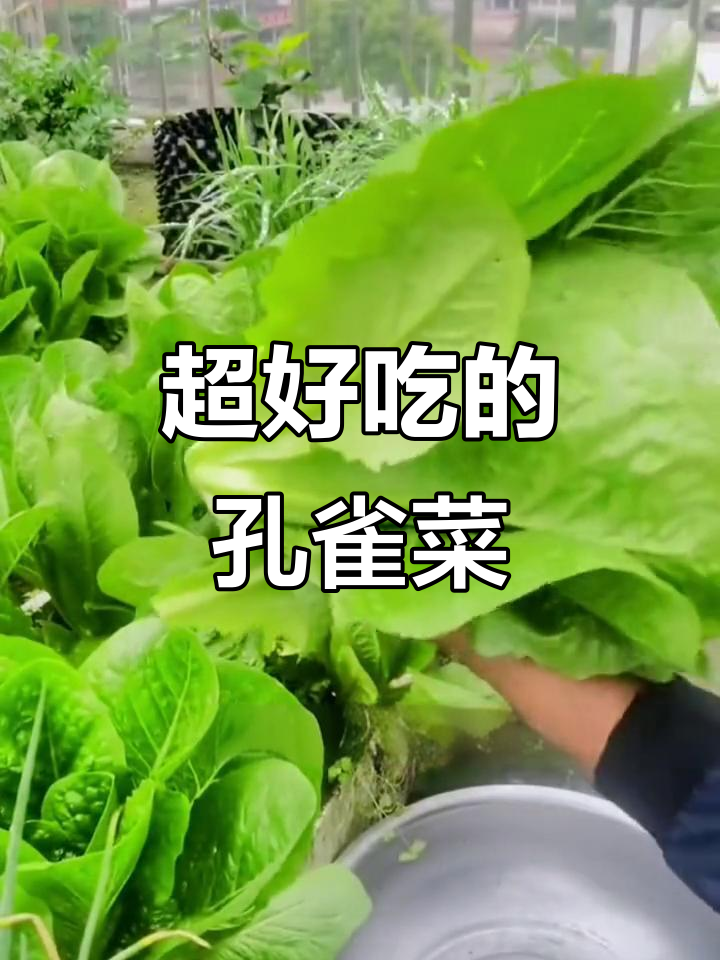 孔雀菜:比油麦菜更香,简单好种,南北皆宜
