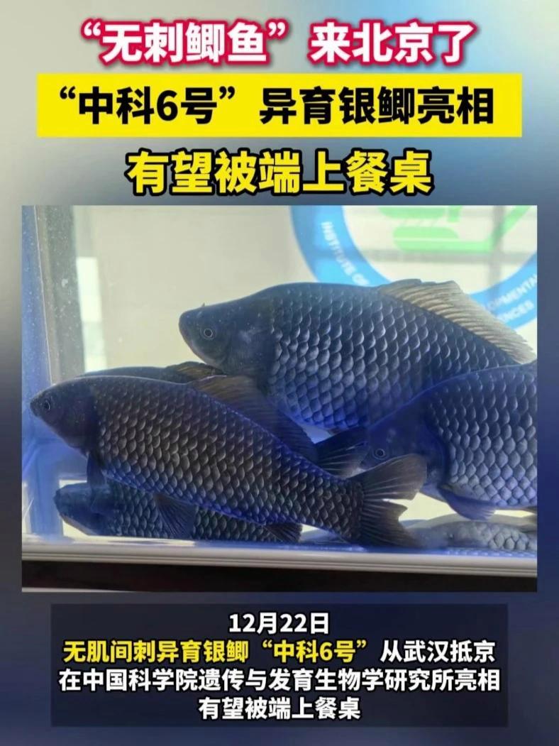 12月22日,无肌间刺异育银鲫“中科6号”从武汉抵京,在中国科学院遗传与发育生物学研究所亮