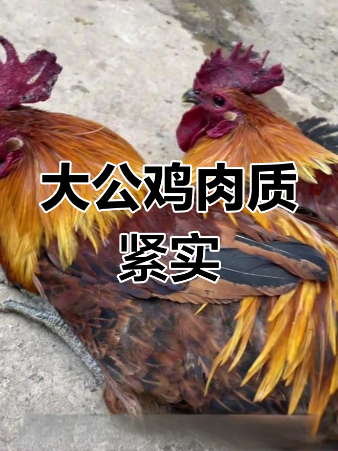 两年散养公鸡,肉质紧实需炖煮3-4小时