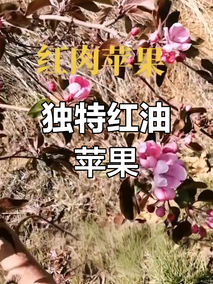 红油苹果树与普通品种的差异,红皮红花让人惊艳