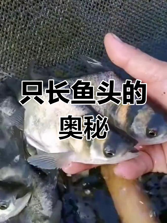 鱼头为何如此大?揭秘缩骨大头鱼的秘密