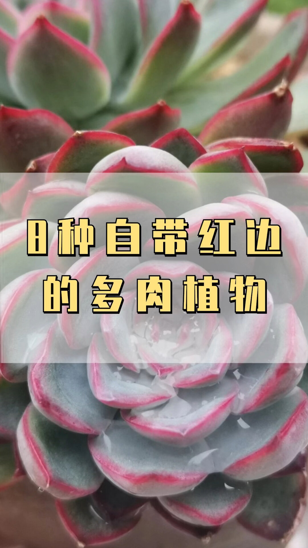 自带红边的8种多肉植物