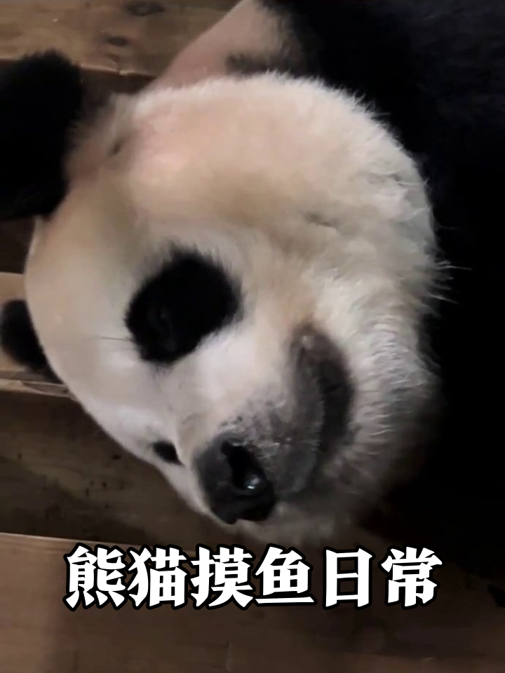 熊猫摸鱼被抓包!慵懒表情像极了周一不想起床的你