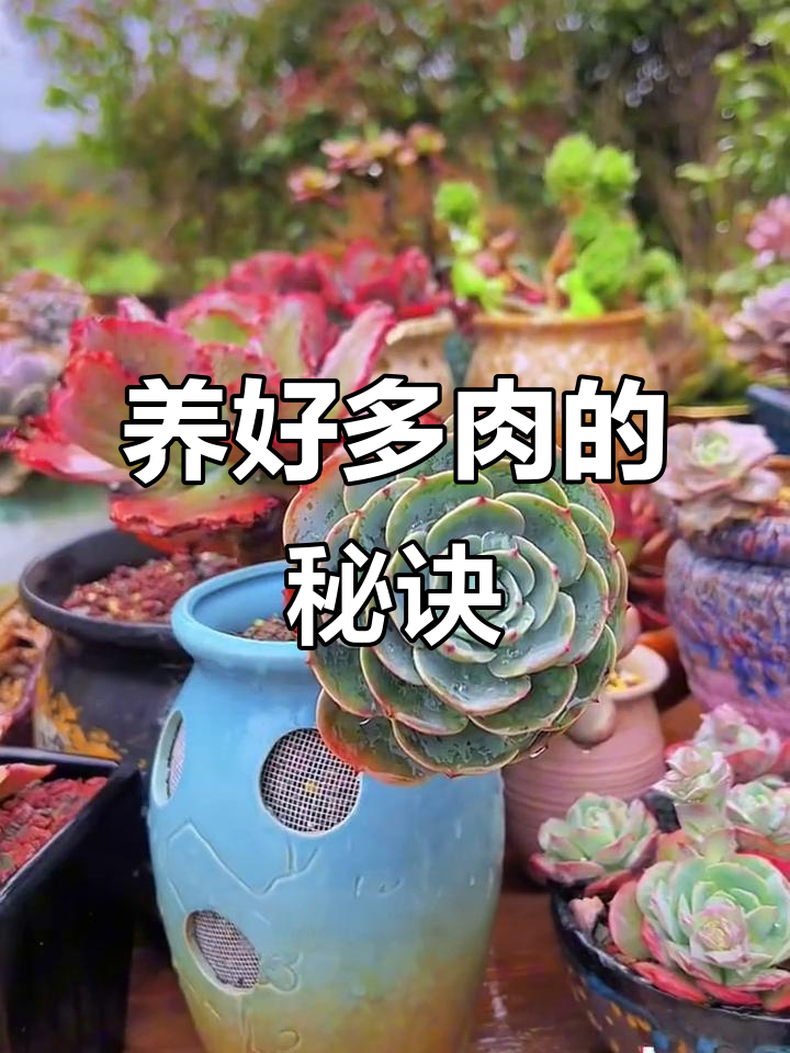 玉蝶多肉养护难度大？这些细节你必须知道