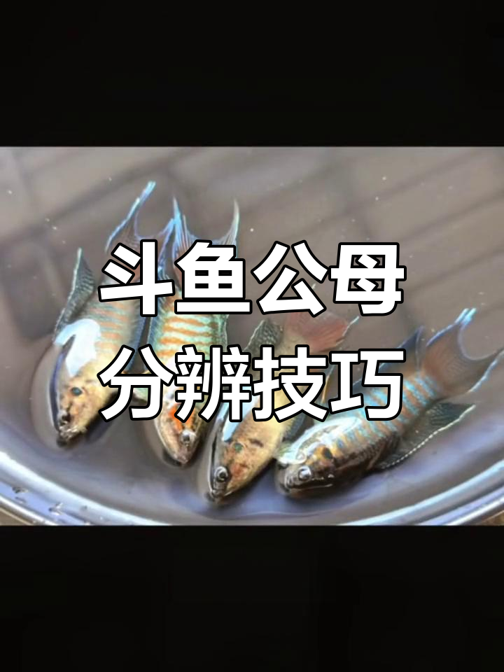 公母斗鱼如何区分?从纹路到尾巴全解析