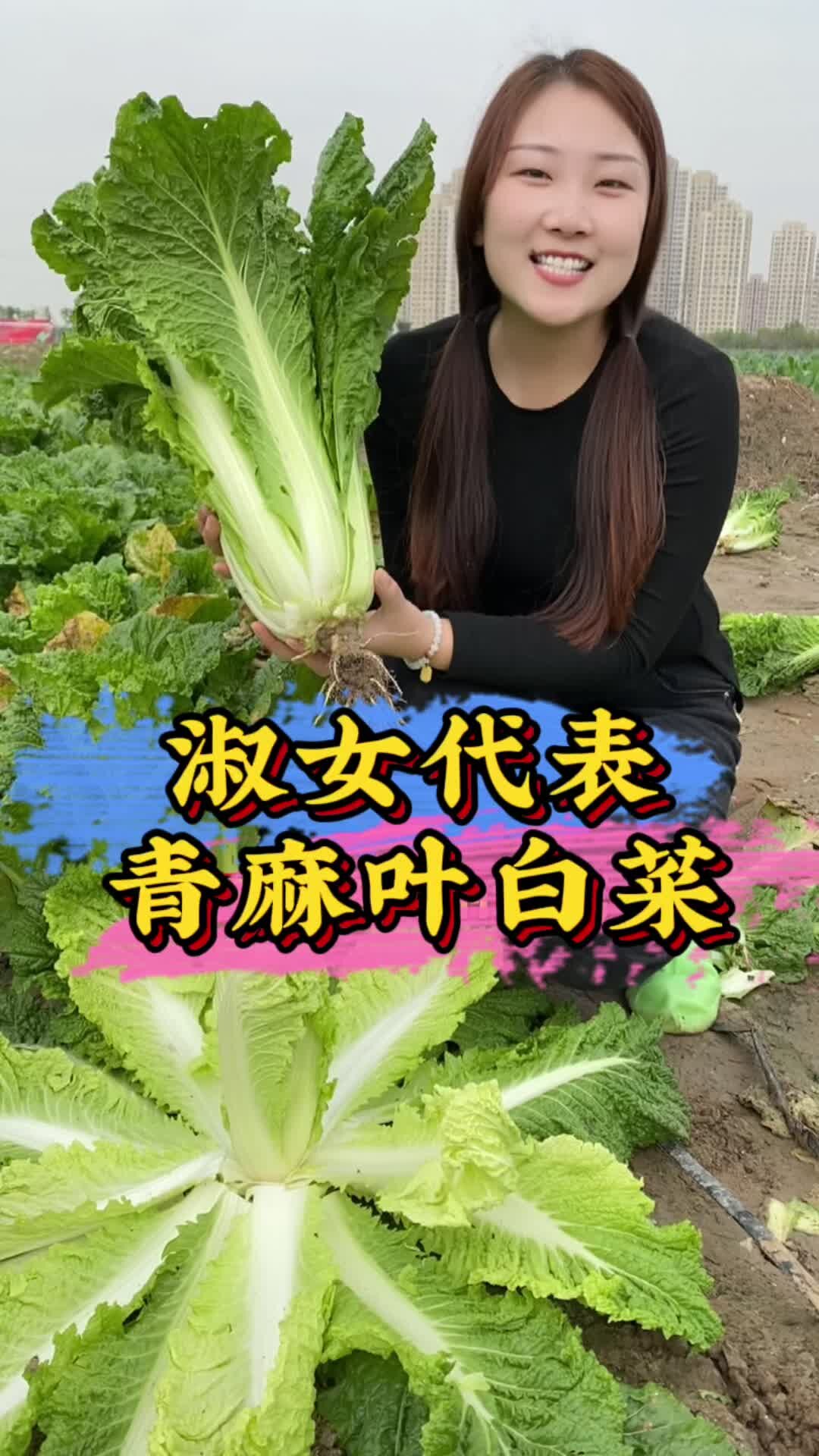 这个天津青麻叶大白菜味道鲜美