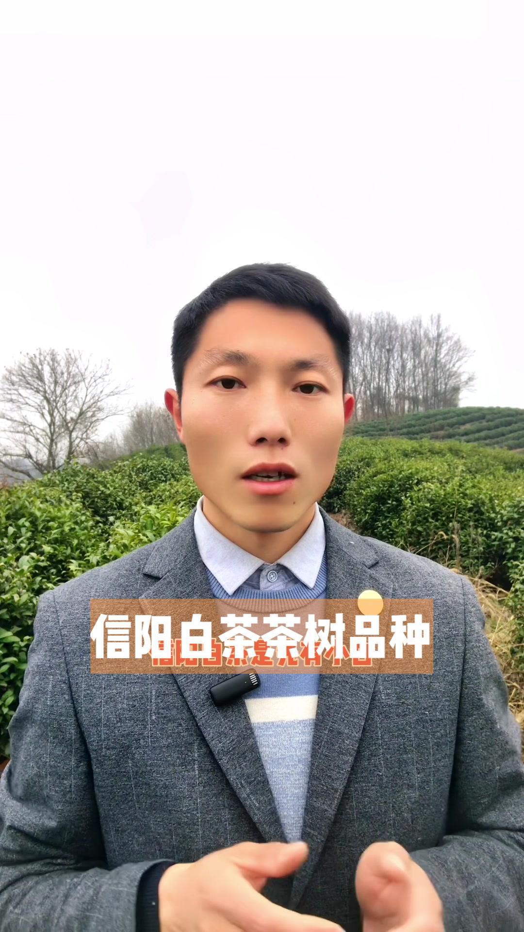 信阳白茶的三大茶树品种,你都了解吗?信阳白茶 小白茶 大白茶 菜茶 茶知识