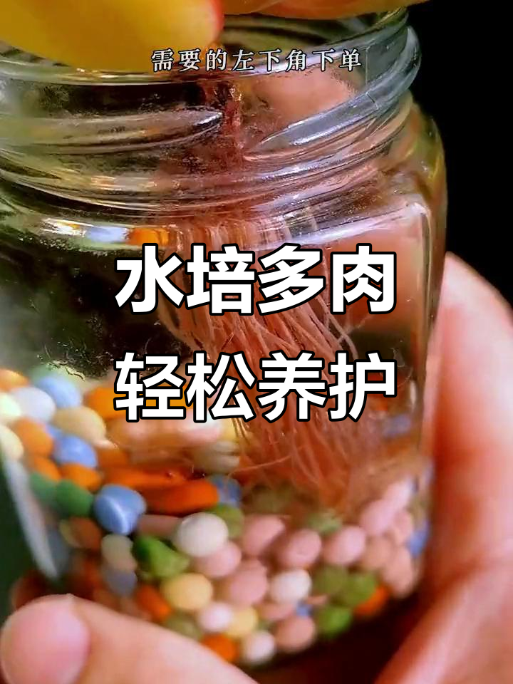多肉水培更健康,告别土养烦恼