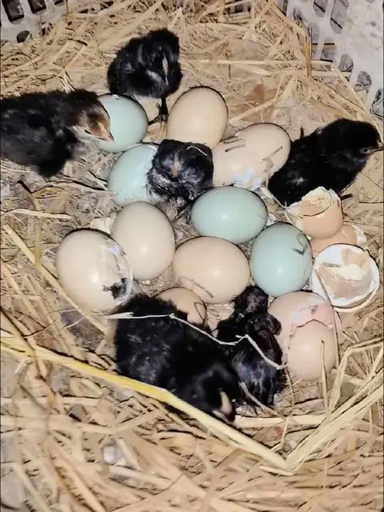 母鸡第一次孵小鸡,15个蛋早上起来已经出壳6只,剩下其他全部啄壳了,这孵化率杠杠滴 母鸡孵