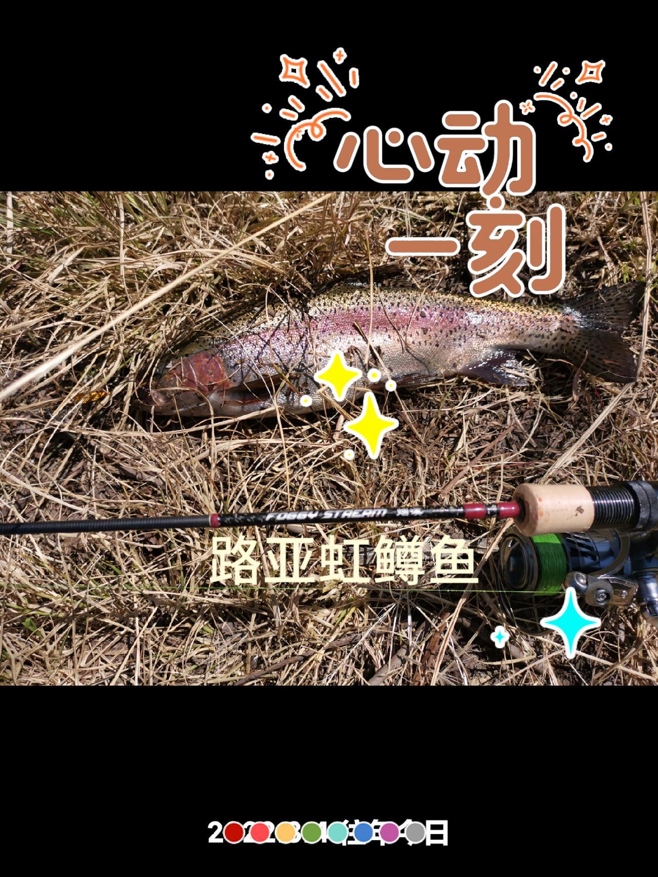 野水路亚虹鳟鱼 户外路亚 野钓路亚 鳟鱼 微物路亚 虹鳟鱼