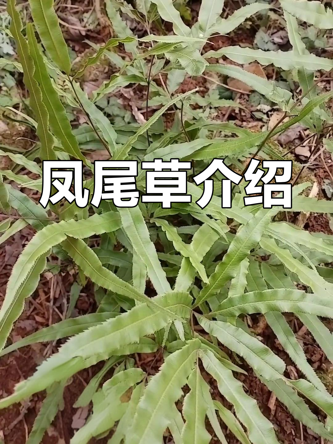 凤尾草的形态与功效