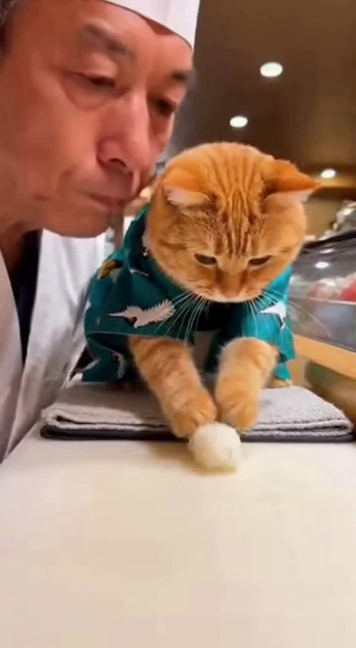 橘猫穿和服 当寿司店小学徒啦？