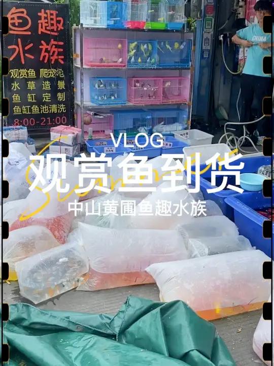 中山黄圃这家水族店每周都有新的观赏鱼到货,冷水鱼台湾蝴蝶鲤,本地锦鲤和金鱼,还有各种各样的