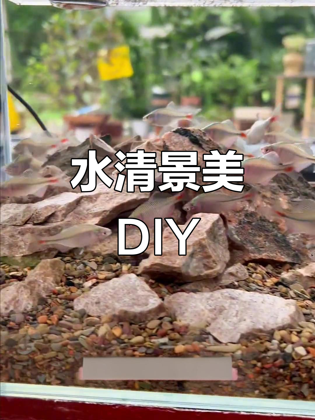 清澈溪流缸,轻松造景,水族店得花多少?