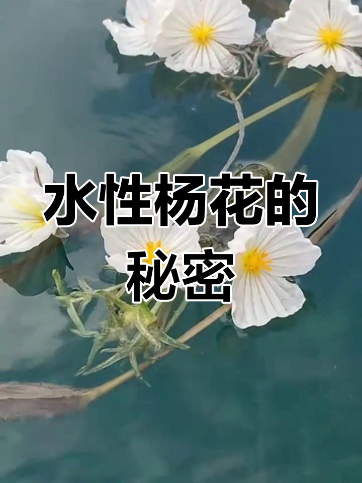 泸沽湖的美丽海菜花,大自然的治愈之选