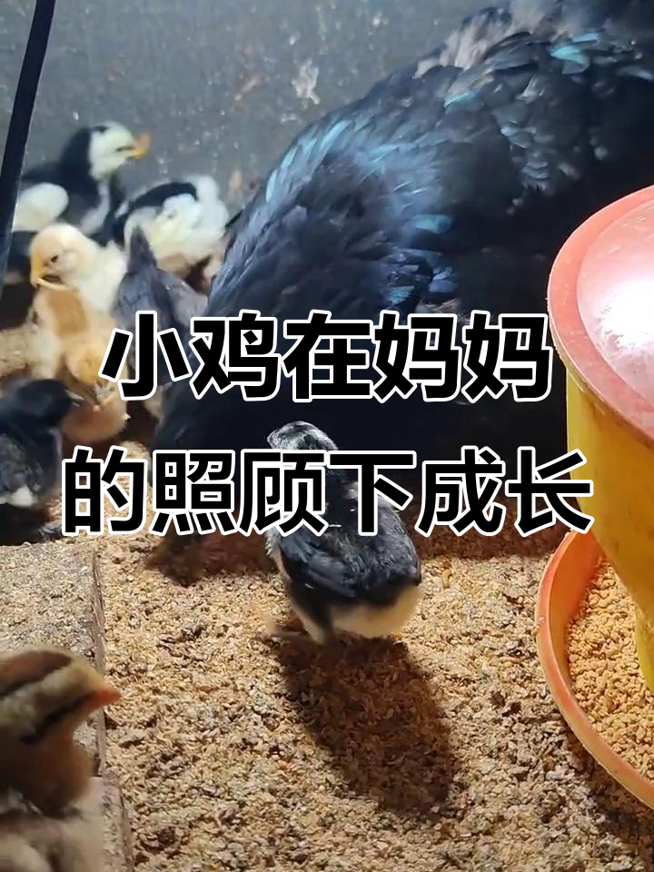 鸡妈妈细心呵护,小鸡健康成长全过程