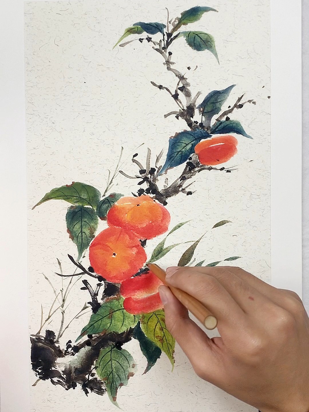 国画柿子绘画教程~