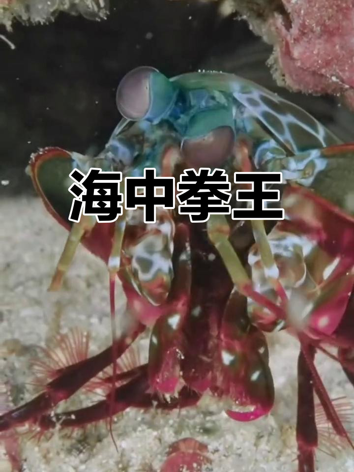 世界上最凶猛的虾,螳螂虾揭秘