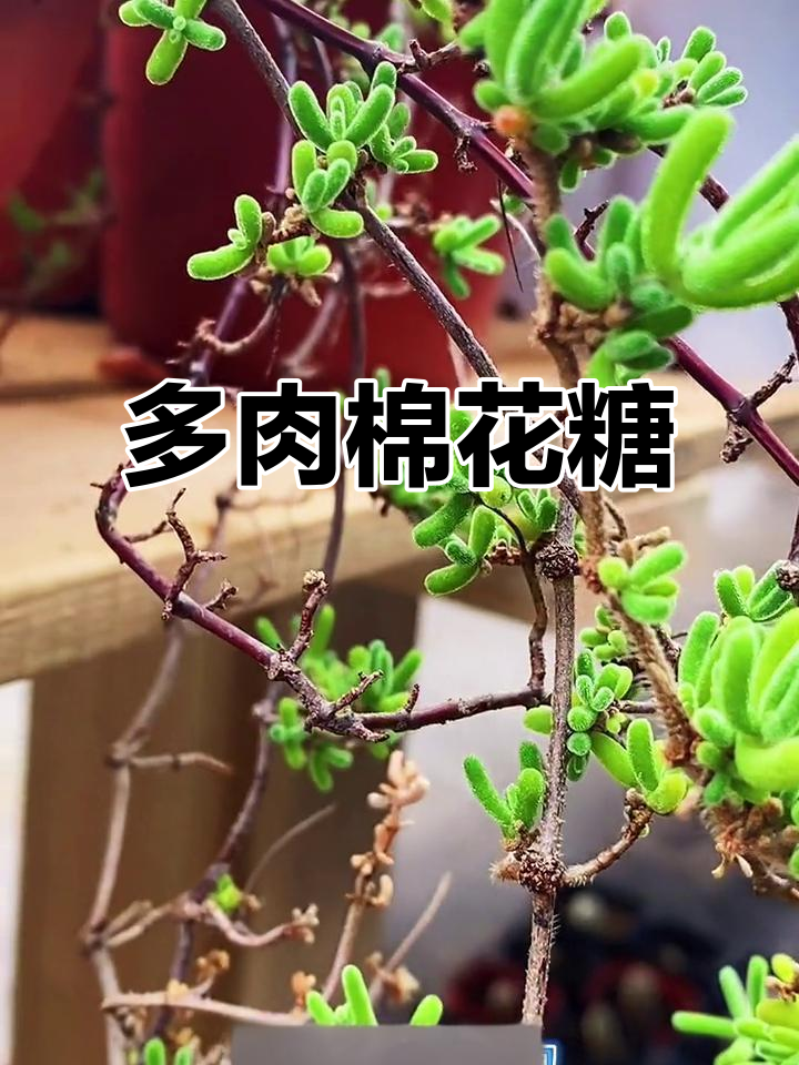 枝干番杏:棉花糖般的美丽多肉,阳光下闪烁如梦