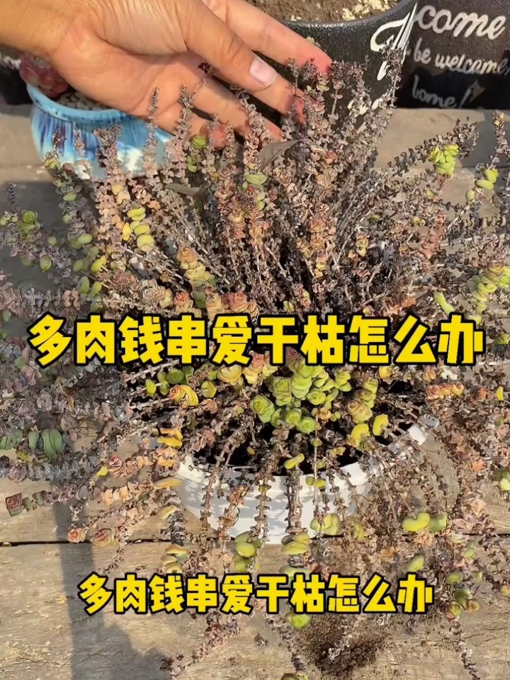 多肉钱串爱干枯,不妨试试这样办!