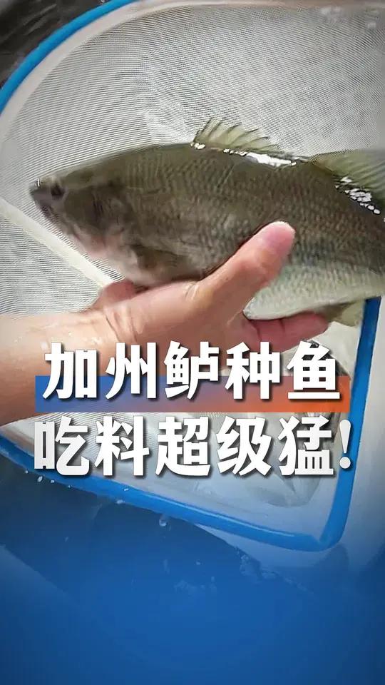 吃料超级凶猛的加州鲈鱼种鱼!