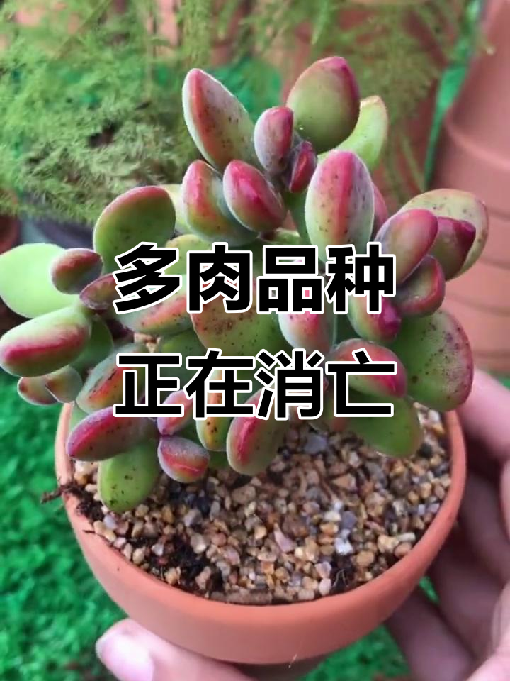 那些逐渐消失的多肉品种，看看你认识几个？