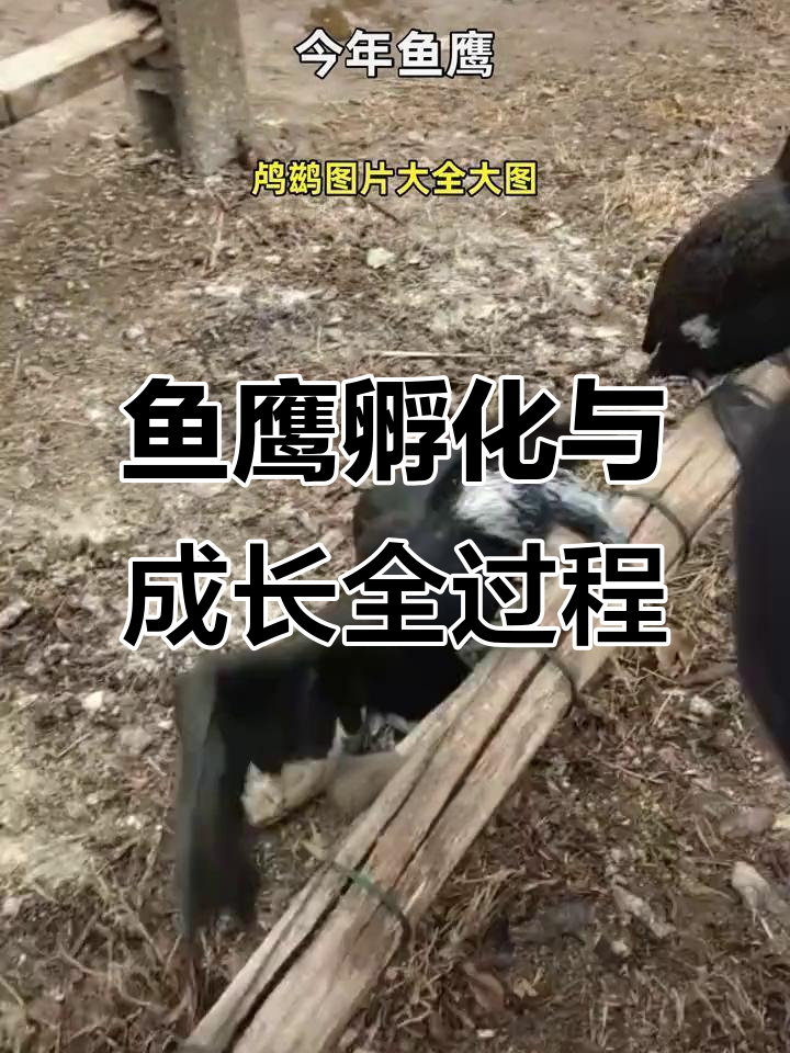 小鱼鹰成长记:从喂泥鳅到捕鱼的蜕变过程