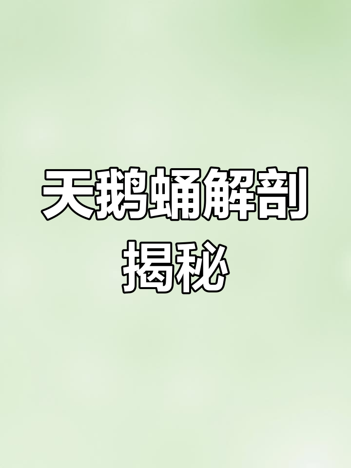 解剖失败羽化的天鹅蛹,内部已经完全风干
