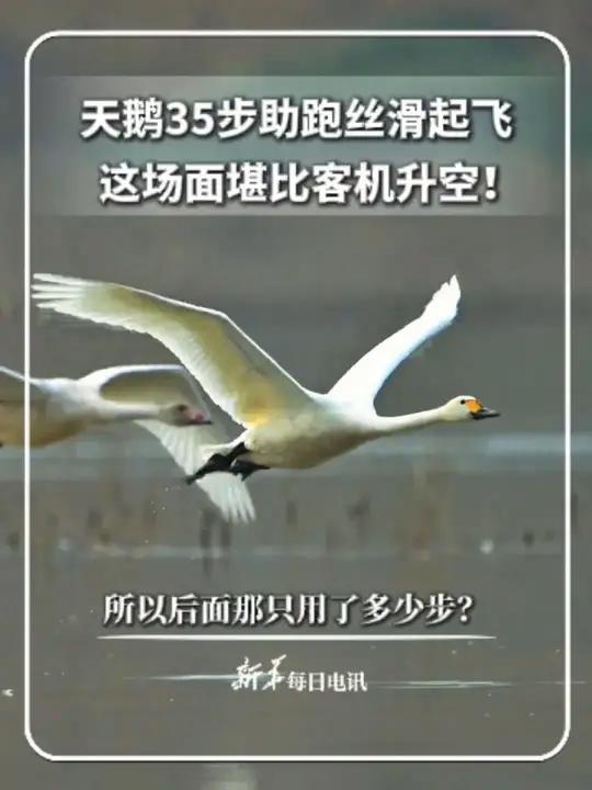 天鹅35步助跑丝滑起飞。这场面堪比客机升空!新华每日电讯