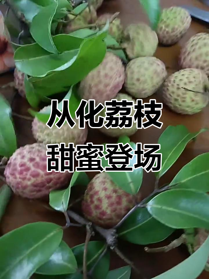 6月从化糯米糍荔枝熟了，甜到爆表！