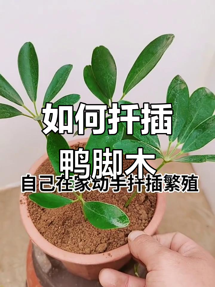 鸭脚木扦插技巧,轻松学会家庭花卉繁殖