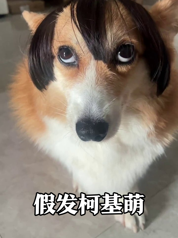 柯基戴假发秒变表情包,吐舌歪头萌翻网友