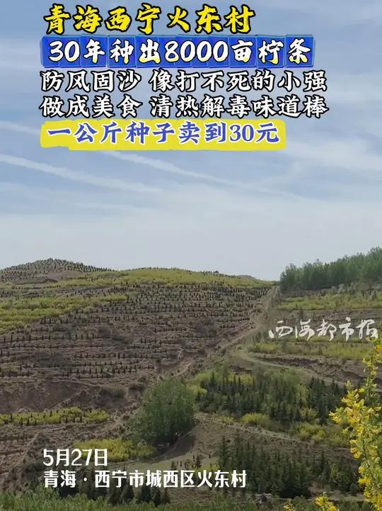 青海西宁火东村 30年种出8000亩柠条 防风固沙 像打不死的小强 做成美食 清热解毒味道