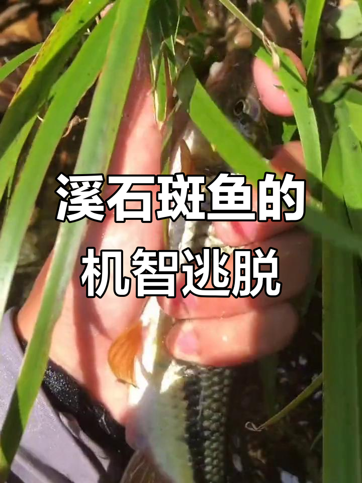 石斑鱼狡猾难抓,清晰纹路揭示野生身份