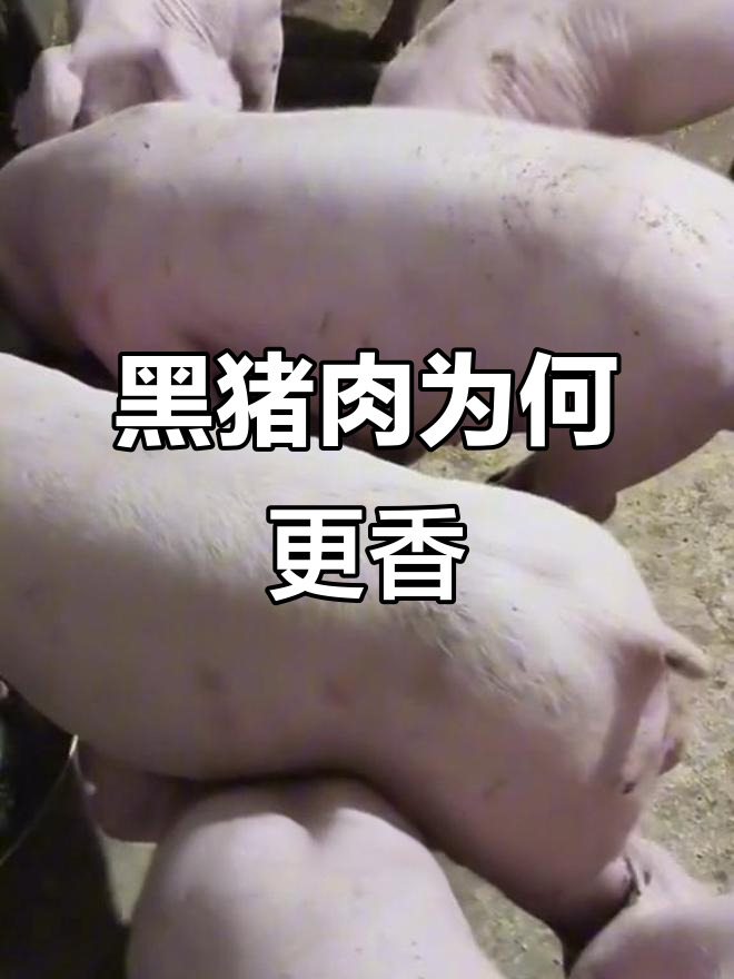 黑猪肉真比白猪香?其实差别不大,关键看养殖时间