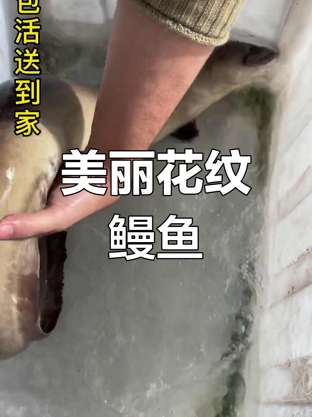 淡水鳗鱼的花纹之美