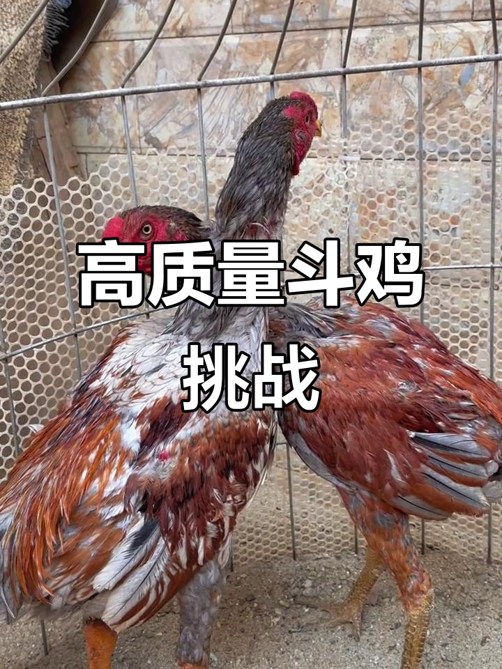 4斤重虎毛斗鸡,激烈对决震撼来袭