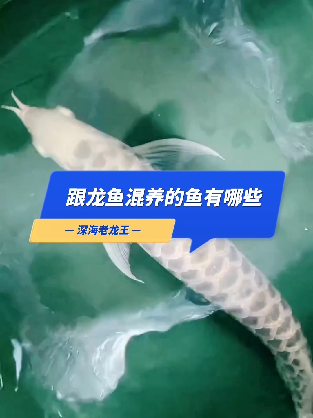 可以跟龙鱼混养的鱼是哪些品种?
