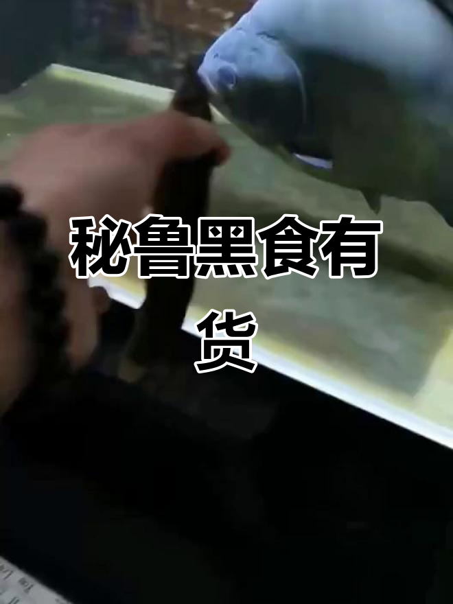 黑食苗现身,秘鲁黑斑水虎鱼惊艳登场