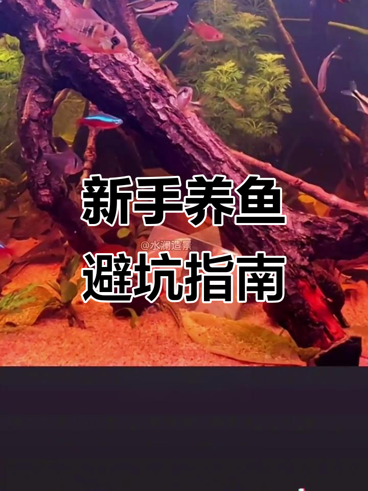 鱼缸造景大翻车？新手必看这些隐患和技巧