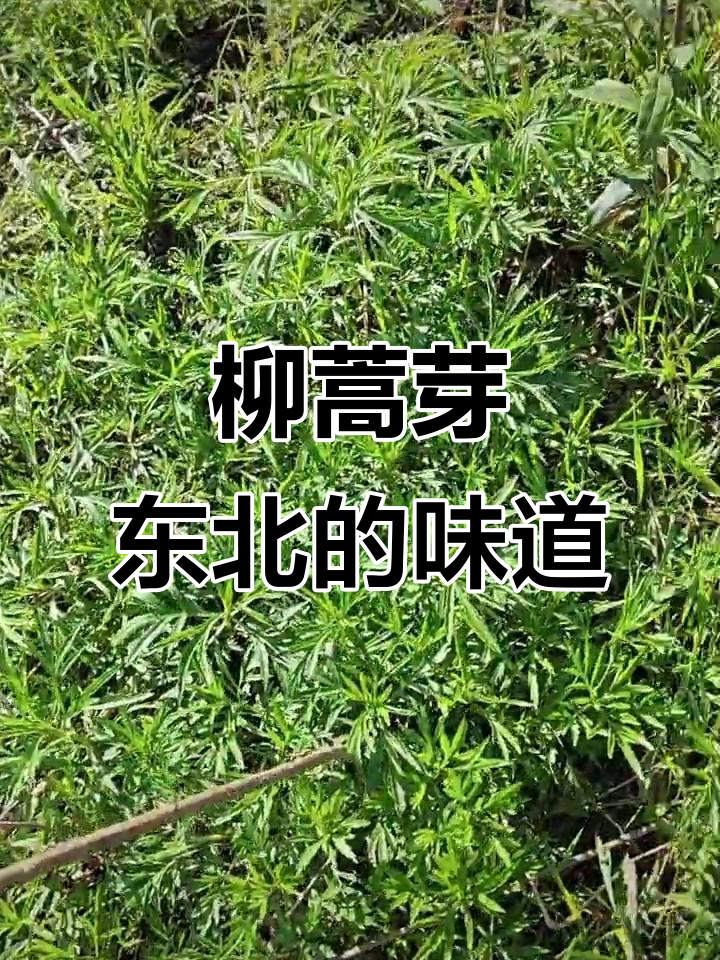 人生半途,不忘初心!东北野菜柳蒿芽的美味与记忆