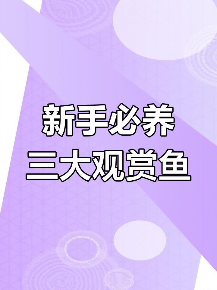 适合新手养的三种观赏鱼,皮实又好看