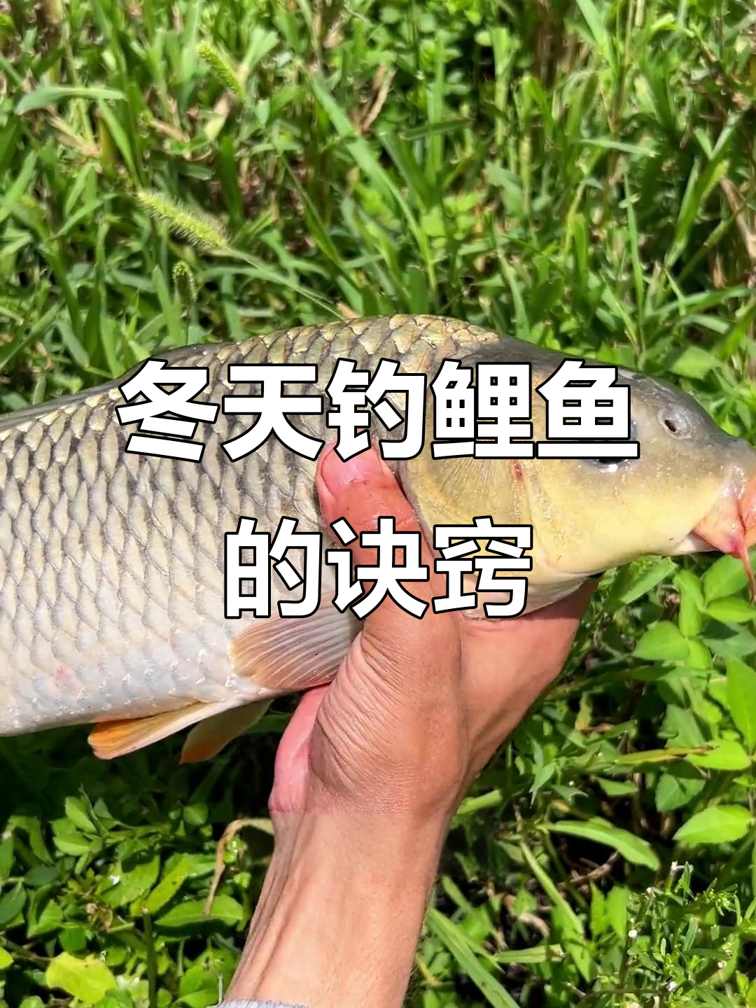 冬季钓鲤鱼技巧:浅水深水怎么选,气压高低有讲究